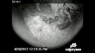 Newest Footage Of Baby Amur Tiger Cubs At The Calgary Zoo