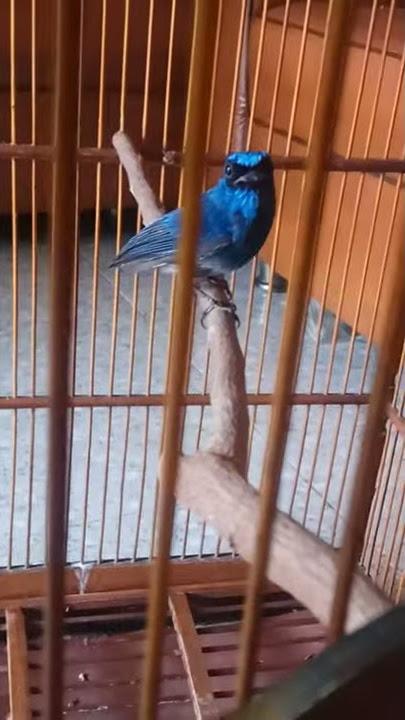 Selendang Biru si Merdu yg terlupakan
