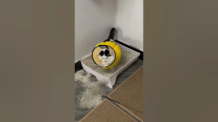 Video 7975101: kitty funnycats pets, cat kitty funnycat, kitty funny cats pets