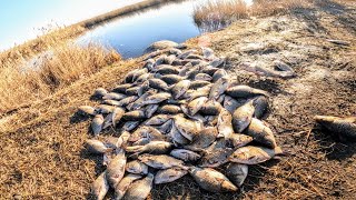 100 crucian carp per cast or 150 kg of fish for three casts Tons of crucian carp in a puddle Casting