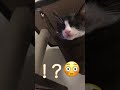 【保護猫】初めてのキャットタワー#ハチワレ #猫のいる暮らし #cat #保護猫