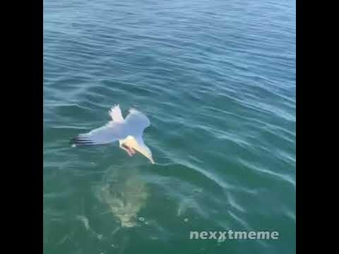 Humans are apex predators - YouTube