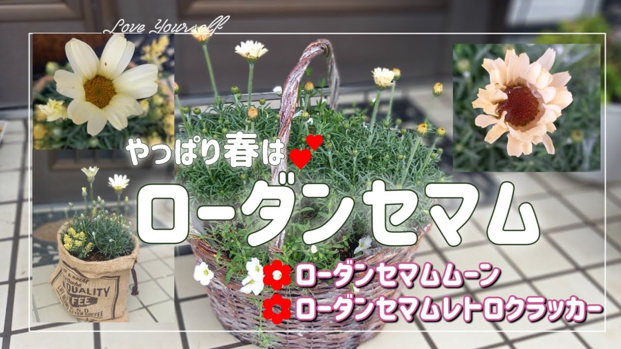 ローダンセマムの寄せ植え】追加して植えました😆優しくて春らしい花色