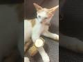 Ketty Cent 😜 #kitten #ketty cant #cute #50cent #subscribe