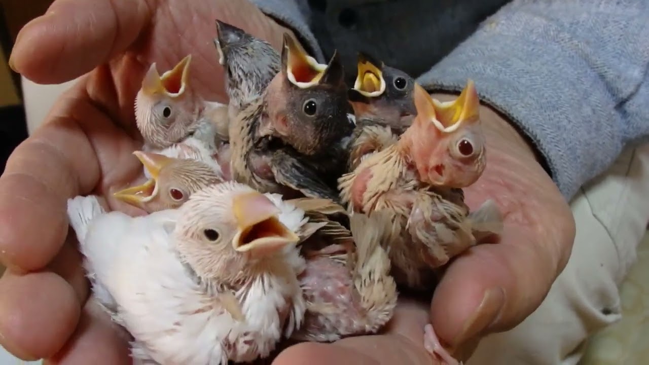 文鳥の一般的なカラー 4種類 - YouTube