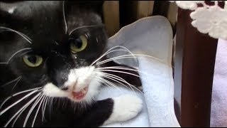 保護猫 伊達くんのその後に関して 番外編