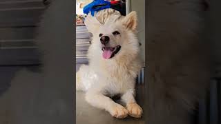 My dog inner feelings #youtubeshorts #telugudialogues #petlover