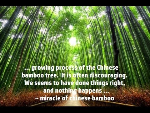 The Miracle of Chinese Bamboo | Inspiration - YouTube