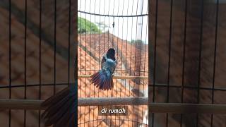 Download Lagu Konin gacor buka ekor dirumah dan digantangan. #kolibrininja #kicaumania #konin #koningacorngobra MP3