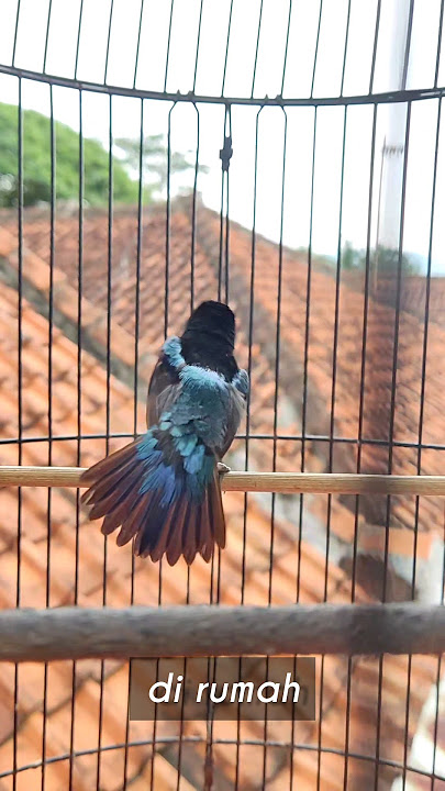 Konin gacor buka ekor dirumah dan digantangan. #kolibrininja #kicaumania #konin #koningacorngobra