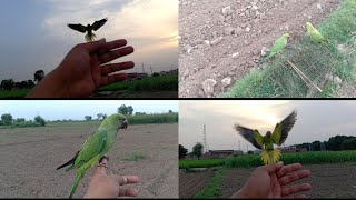 Parrots freefly training ||green ringneck parrots flying practice