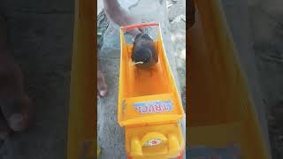 Esh pakchi ko kaun kaun janta hai..🦅🕊️🦅#trendingshorts #bhojpuri #viralshort