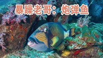 魚 Youtube 魚 Youtube