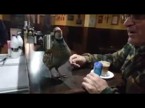 El vídeo de una perdiz cantando en un bar arrasa entre los cazadores