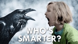 Is a Crow Smarter Than a Fifth Grader?