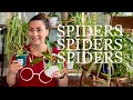 Everything about Spider Plants | Chlorophytum Comosum ✻