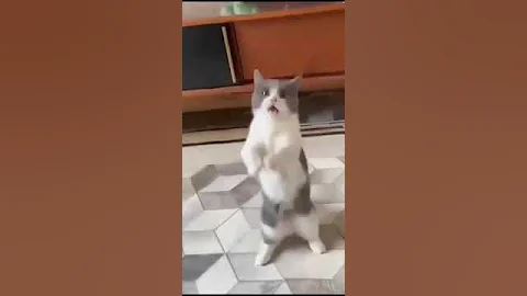 Watch the video about Funny animal - cute cat #viral #shortvideo #trending #video #india #animals #funny #cat #shorts