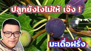 สิ่งที่ควรรู้ ก่อนคิดจะปลูก มะเดื่อฝรั่ง หรือ fig  | ไร่คำกวี เกษตรอินทรีย์ วิถีพึ่งตนเอง