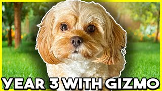 LIFE WITH MY CAVAPOO: YEAR 3 | Gizmo The Cavapoo | Habitually Henry