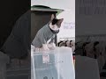 Cats will be cats #shorts #short #funny #cat #catvideos #funnycatsvideos #cute #pets #коты #котики