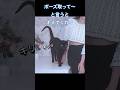 #かぎ針編み #編み物 #猫 #猫のいる暮らし #crochet #cat #blackcat #catlover #cats
