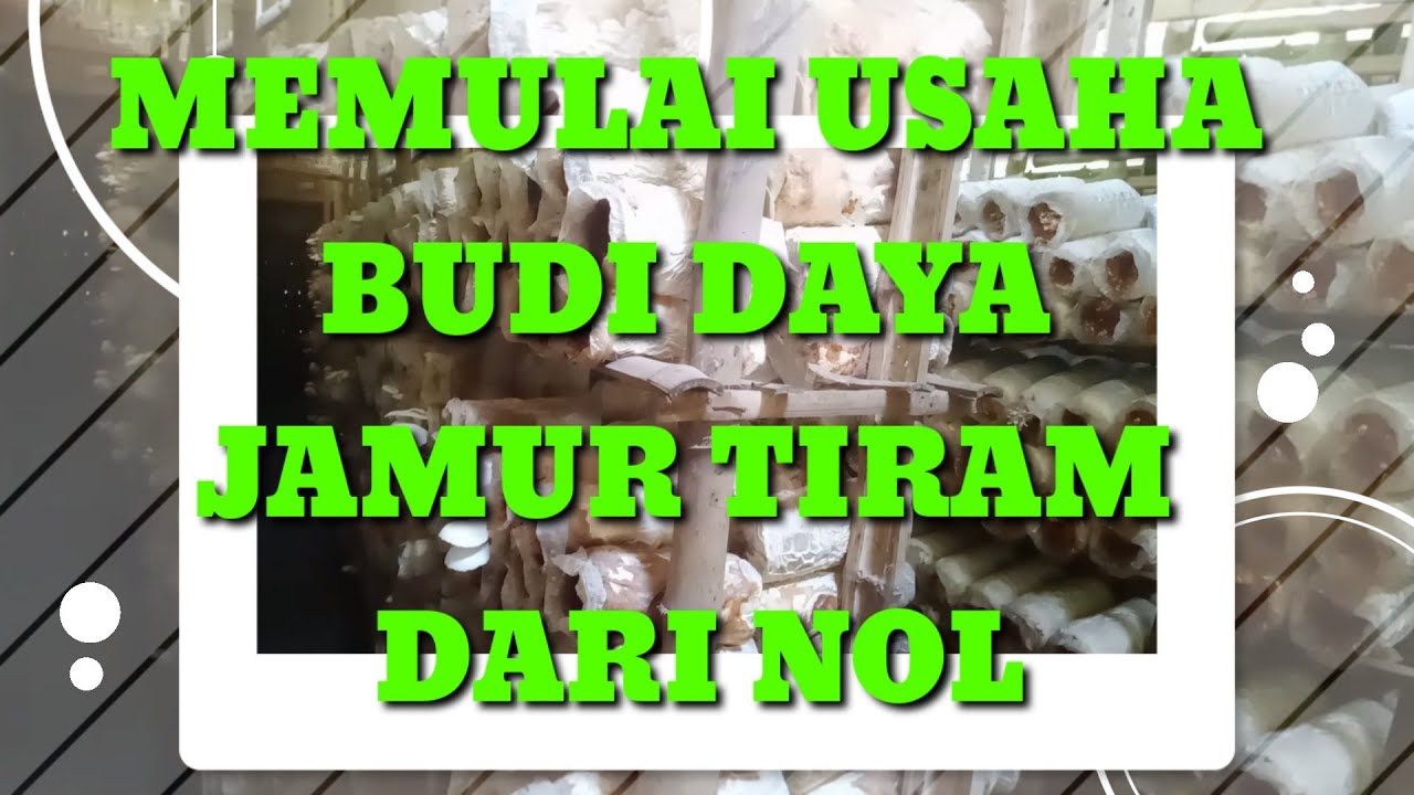 Usaha Budidaya Jamur Tiram Dari NOL ~ #1 Cara Budidaya Jamur Tiram di