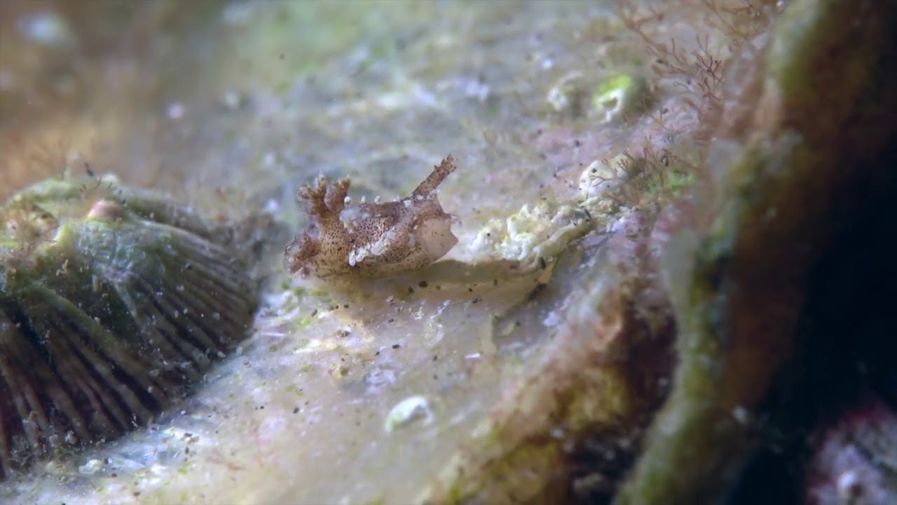 Okenia longiductis - Okenia tachetée - www.loeilduplongeur - Etang de Thau
