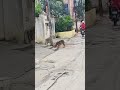 Feeding hungry street dogs(1)