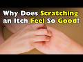 Why Does Scratching Relieve an Itch (But Only for a Moment)?