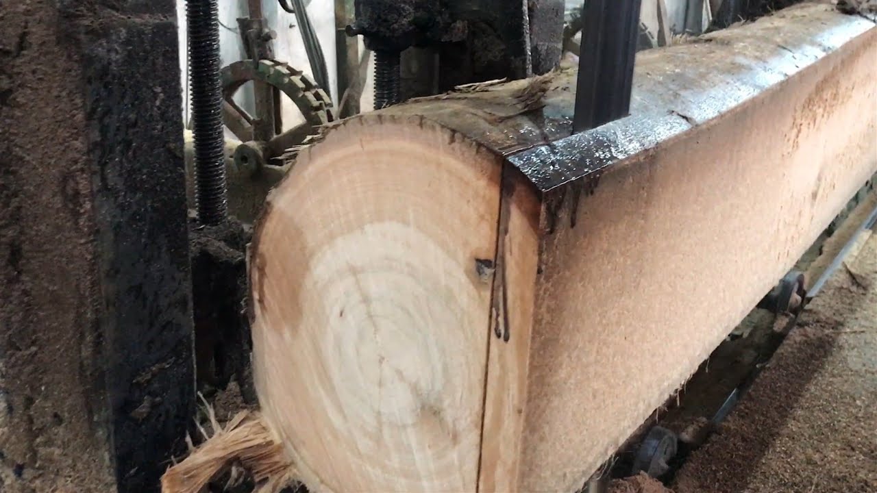 优质剥皮桉原木锯板 Sawing a Deglupta (Kamarere) log