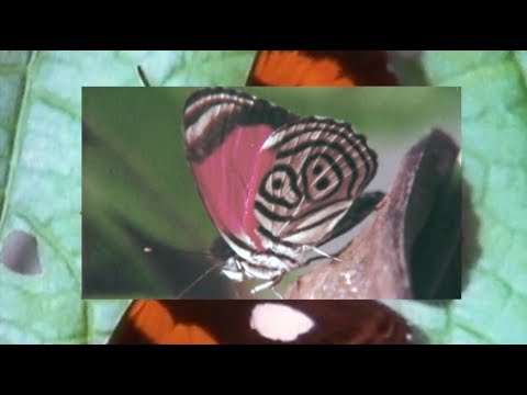 BUTTERFLIES -- WILD BELLE