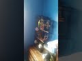 Emmanuel the parakeet flying in slow motion