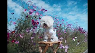 Flowers & Planes | Canon EOSM & Davinci Resolve