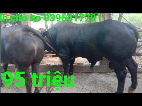 3bb chat Update New Cặp bò 3b siêu to giá 95 triệu, bán dắt lên xe, bò thịt, nuôi vỗ béo , NÔNG DÂN TV.