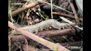 A brief look at a fast Lunate Zale Moth Caterpillar