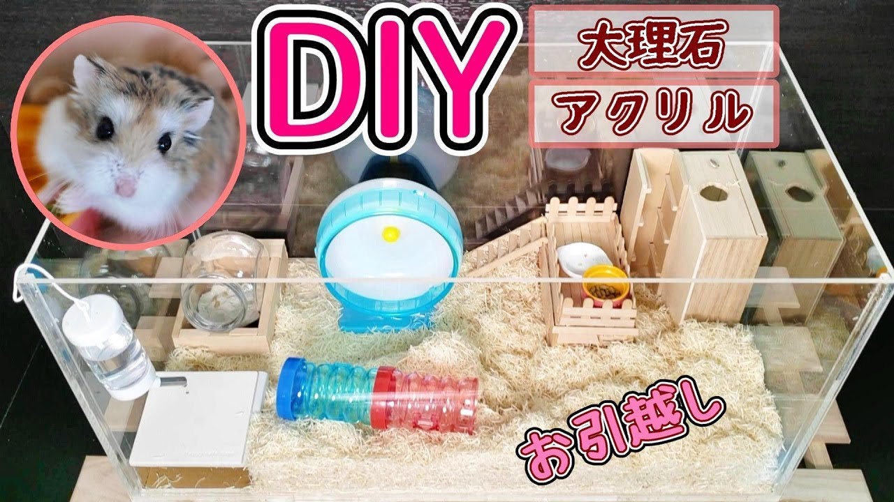 Diy Moving Into Hamster Cage Of Marble And Acrylic Plate Youtube