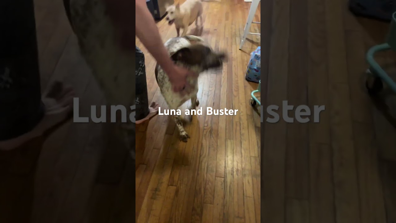 The dogs: Luna (spotted one) and Buster (long one)