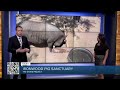 Pot-bellied pigs find safe haven at this sanctuary north of Marana