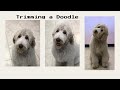 Doodle Trimming and Grooming