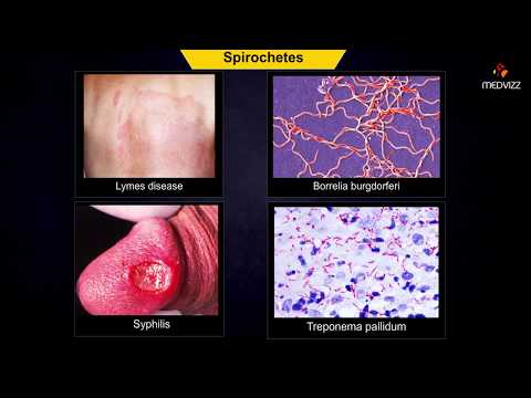 Video: Perbedaan Antara Spirilla Dan Spirochetes