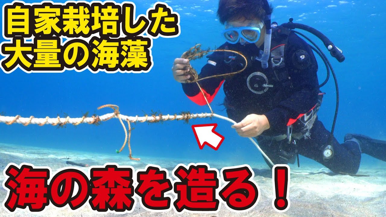 自宅で6ヶ月栽培した大量の海藻で海に森を造る！【アカモク栽培】