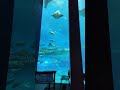 美ら海水族館のレストランからの眺め
