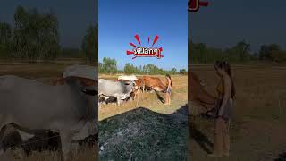 #funny #shorts #newvideo #animallovers #viralvideo #youtubeshorts #shortsfeed