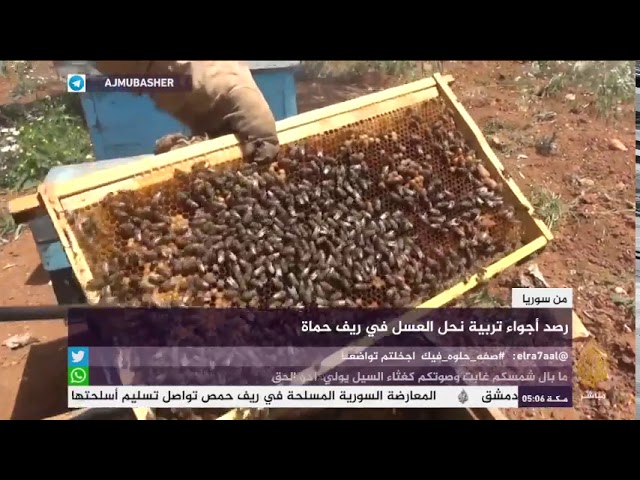 من سوريا.. رصد أجواء تربية نحل العسل في ريف حماة
