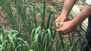 University of maine cooperative extension demonstrates how to remove
the scape from your garlic. also discusses garlic research, when
scapes an...