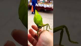 belalang lucu banget #ikan #binatang #binatanglucu #vidioanaklucu #viral #shortvideo #trending
