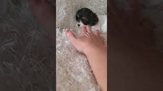 Cavapoo Ella and Lyric