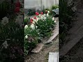Все исчезли, последняя Ночка #лесной #nature #cat