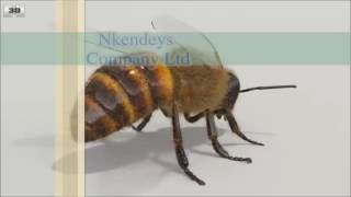 Honey bee project in Tanzania screenshot 4