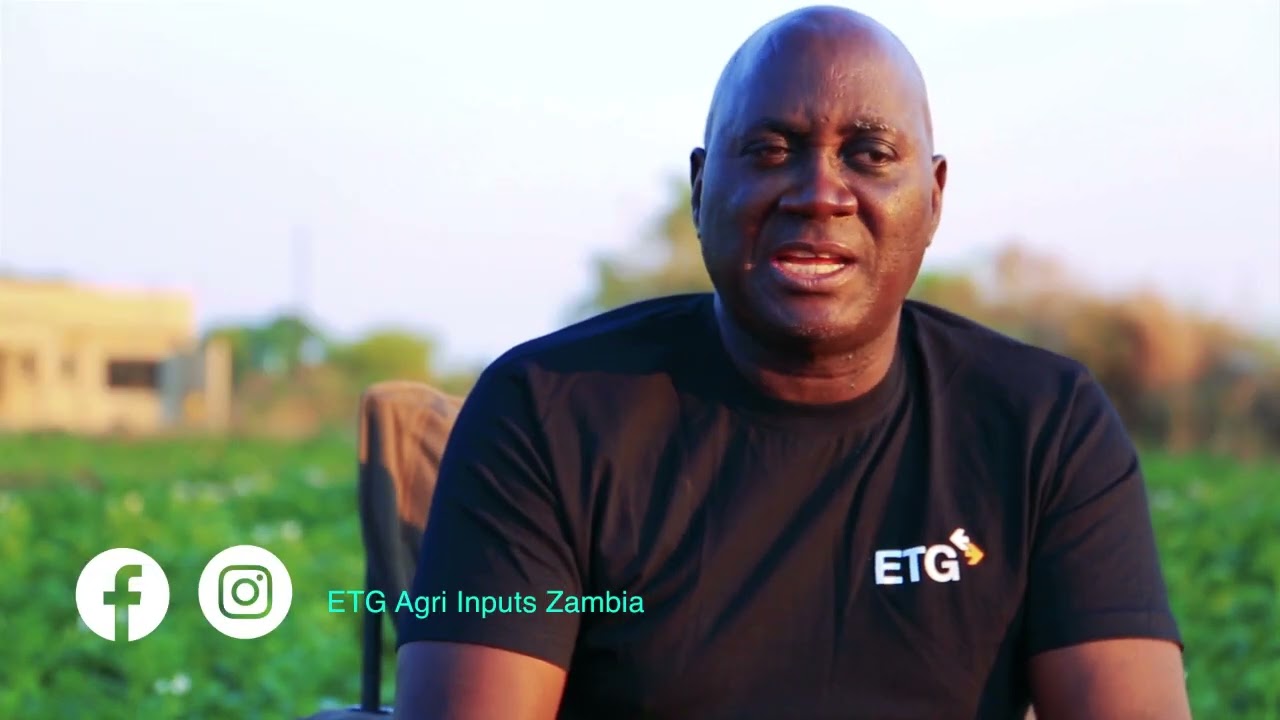 Potatoes Growing in Zambia with Kadoko veggies